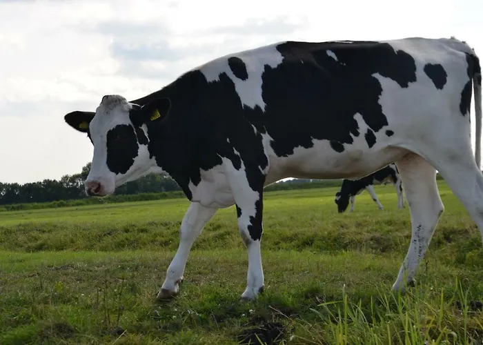 Macbed Checkin-time 1700-1800 Or Request Before Book