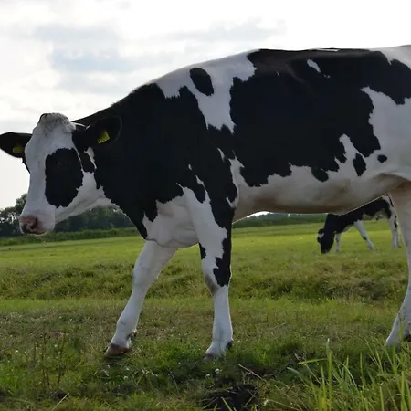 Macbed Checkin-time 1700-1800 Or Request Before Book